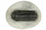 Austerops Trilobite - Nice Eye Facets #181259-2